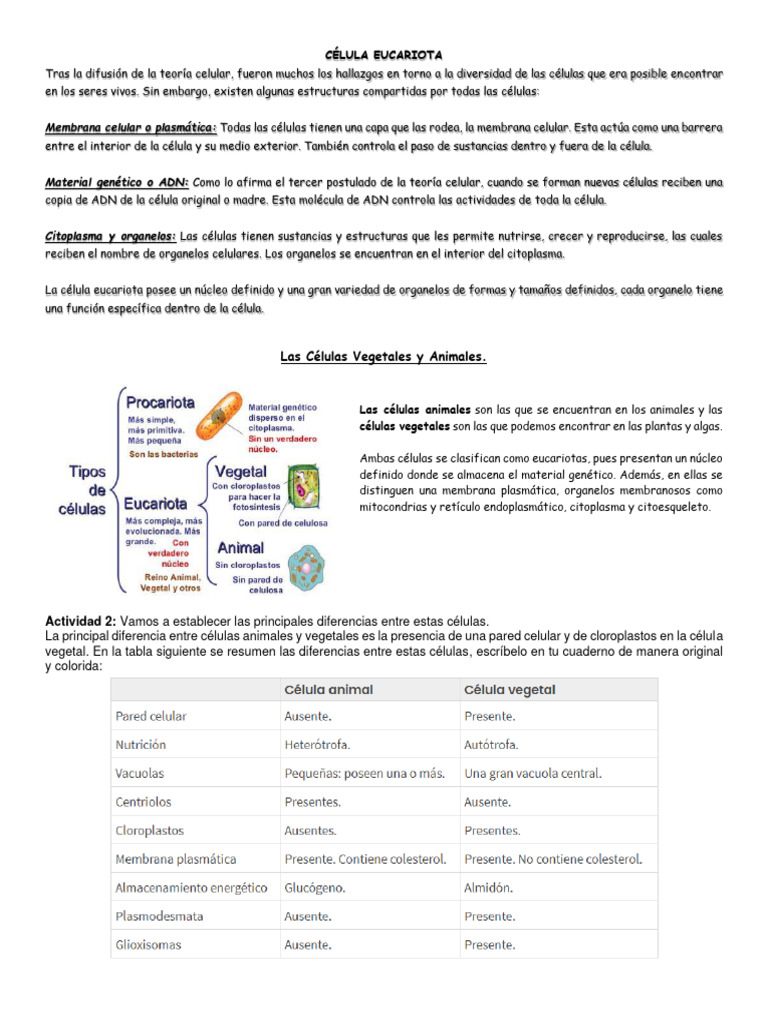 Estructura y Tipos de Células Eucariotas | PDF