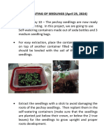Day 10 Transplanting of Seedlings