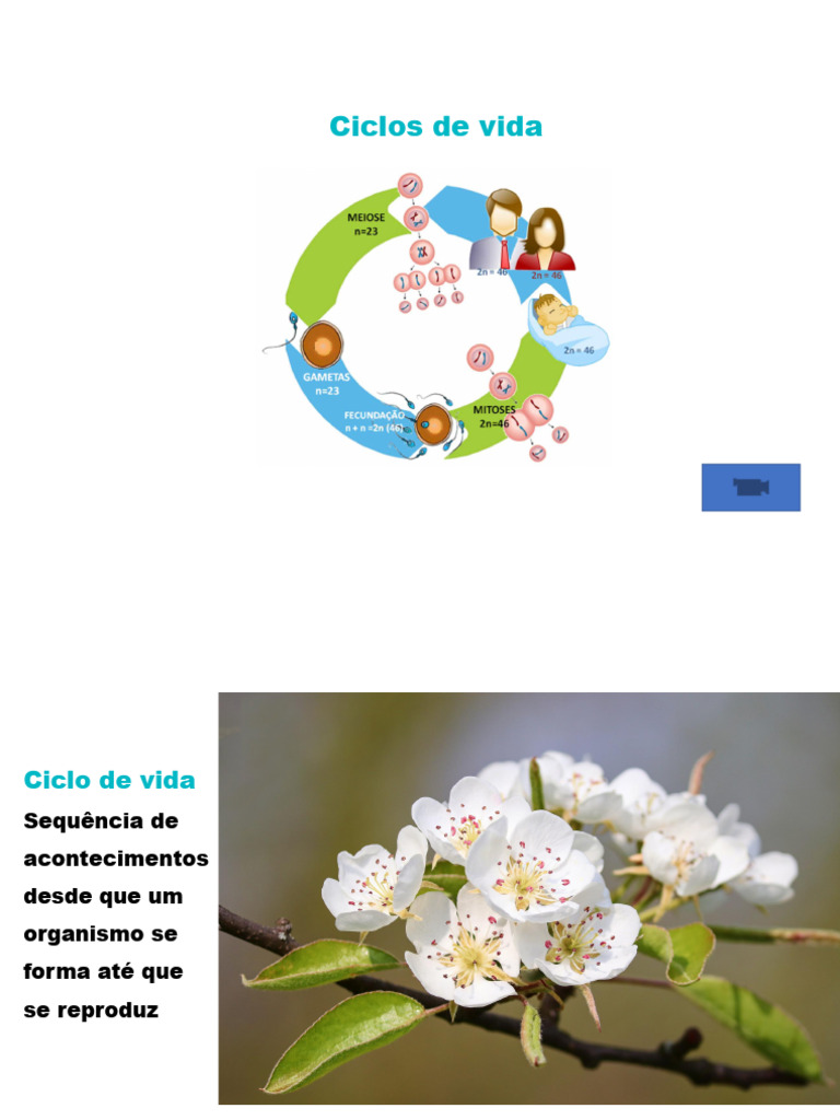Ciclos de Vida | Download grátis PDF | Meiose | Ciências da Vida