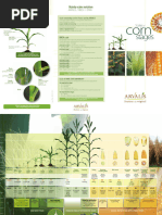 Corn Growth Stages: Days & GDUs Guide | PDF | Seed | Maize