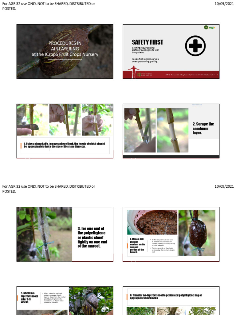 Exer 1 - Procedures in Air Layering | PDF | Grafting | Horticulture