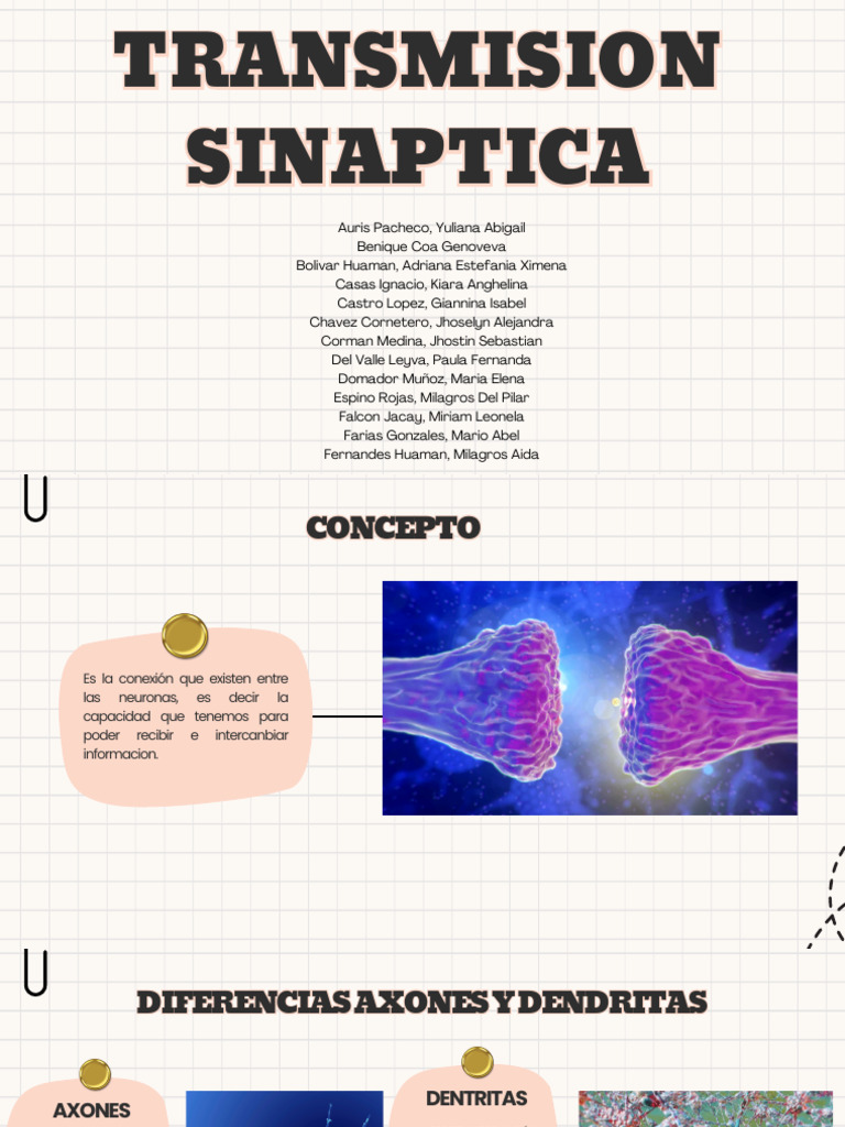 Transmision Sinaptica | PDF | Sinapsis | Neurona