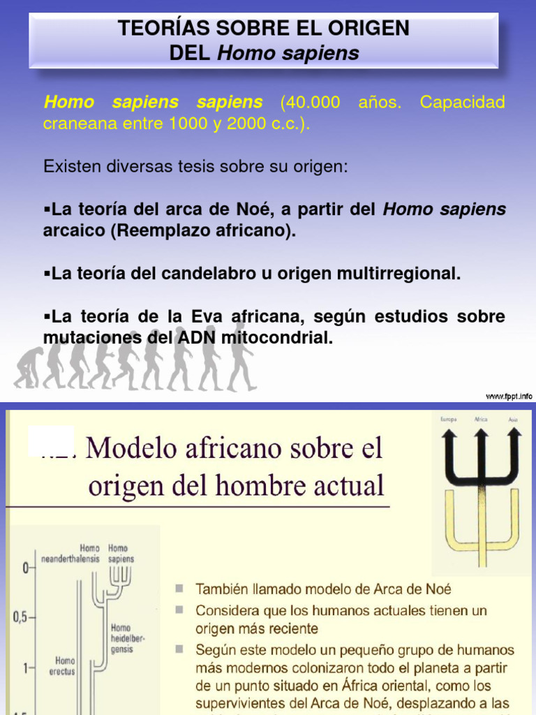 Teorías sobre el origen del Homo sapiens | PDF | Homo | Evolución humana