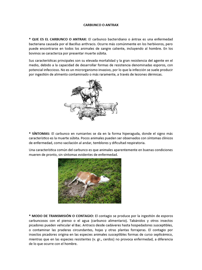 Carbunco: Síntomas, Transmisión y Prevención | PDF | Ántrax | Epidemiología