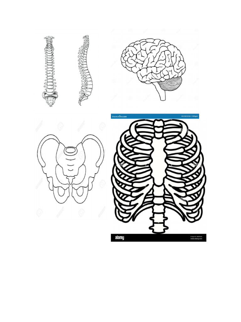 ANATOMIA PDF GRATIS visual data 3
