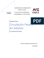 Circulacion Fetal - Yanory Iracheta