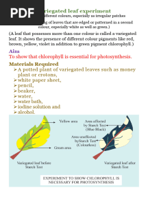 Variegated Leaf Expt