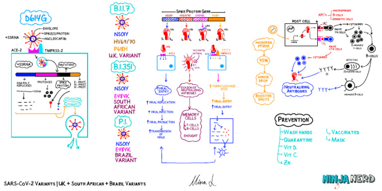 SARS-CoV-2 Variant Overview: UK, SA, Brazil | PDF | Virus | Microorganism
