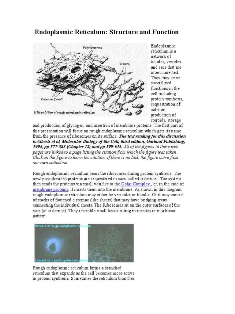 THE CELL ACT. - No | PDF | Endoplasmic Reticulum | Cell Anatomy