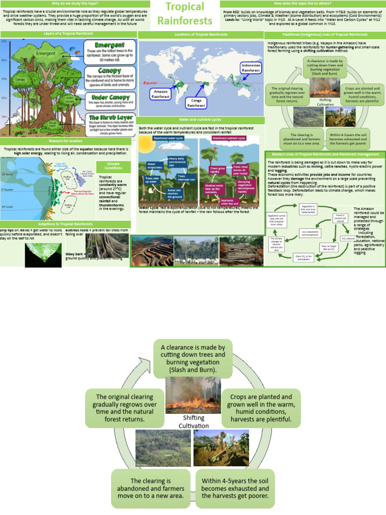 KO Tropical Rainforests Y9 | PDF | Deforestation | Tropics