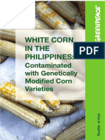 White Corn in The Philippines