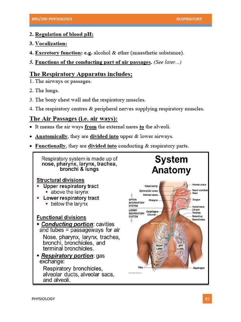 Overview of Respiratory Physiology | PDF | Respiratory Tract | Lung