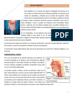 Apunte NÂ° 3. Aparato Digestivo