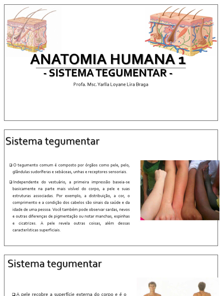 Anatomia Humana Pele E Osso Pdf Osso Epiderme