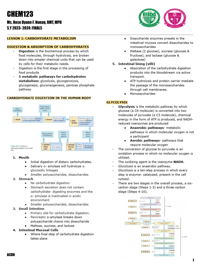 Carbohydrate Metabolism Overview | PDF | Glycolysis | Glucose