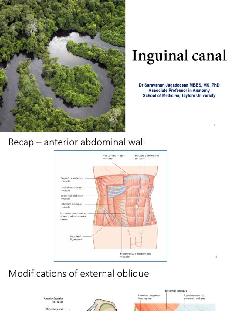 Inguinal Canal Anatomy and Mechanisms | PDF | Anatomy | Musculoskeletal ...