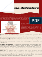 Infografia Aparato Digestivo
