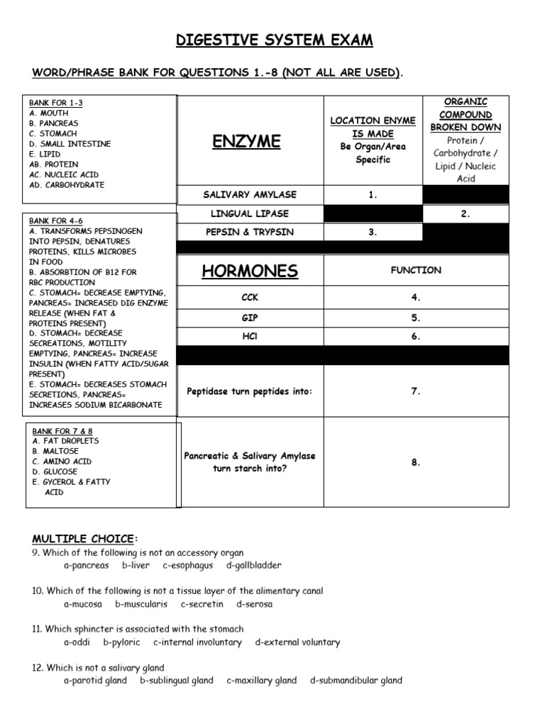 Digestive System Exam | PDF | Stomach | Digestion
