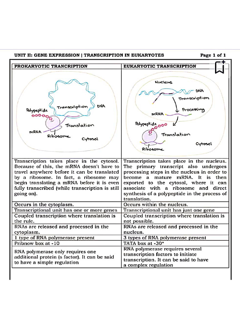 Transcription in Eukaryotic | PDF