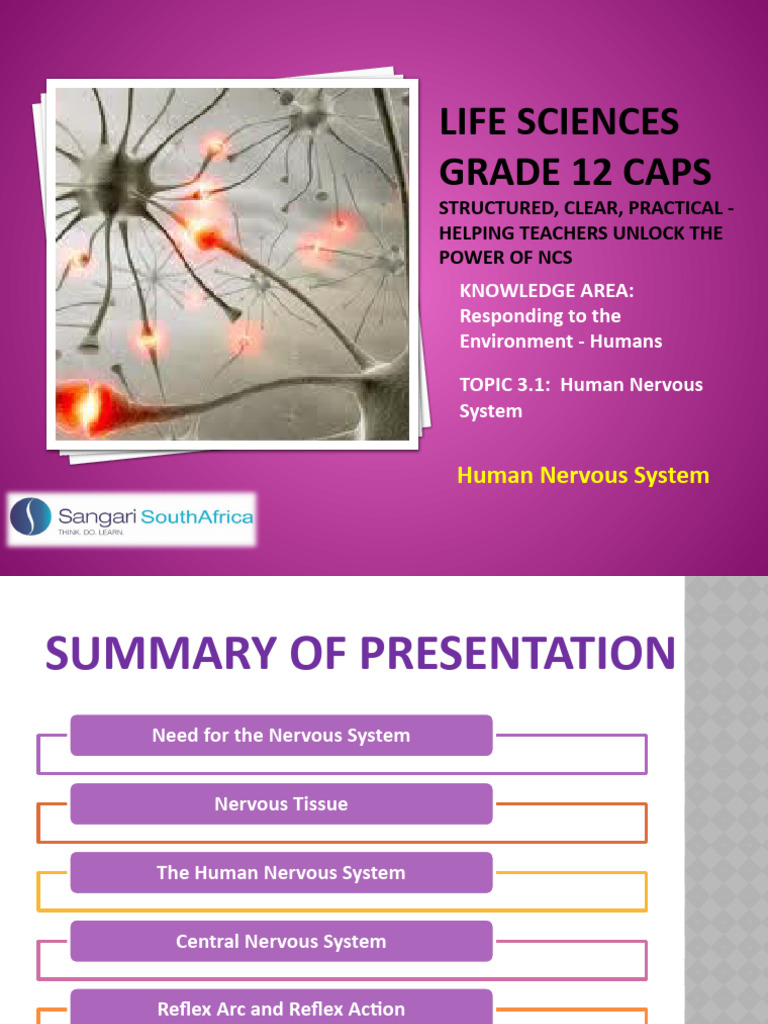 Understanding the Human Nervous System | PDF | Nervous System | Neuron