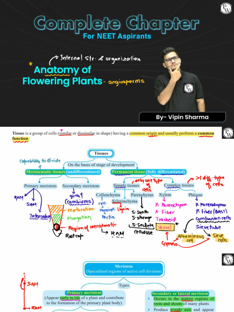 Anatomy of Flowering Plants - Class Notes - Neet Mindmap | PDF