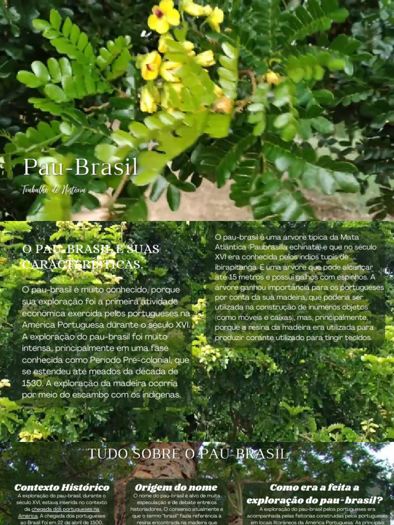 Exploração do Pau-Brasil no Século XVI | PDF | Escravidão | Barter ...