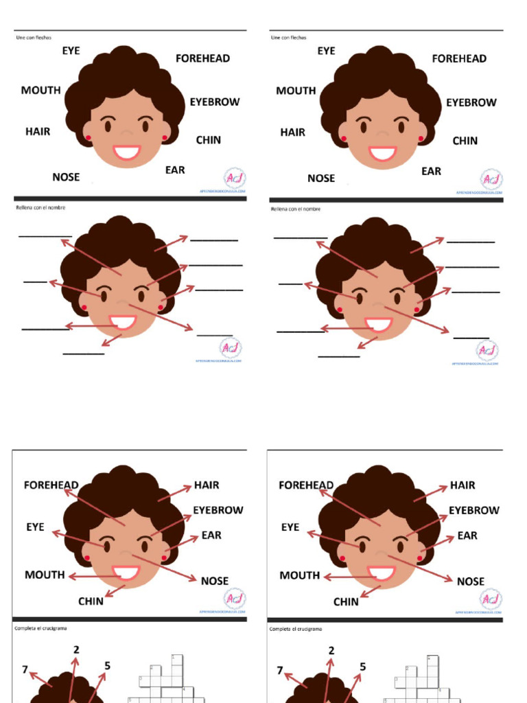 Partes Del Rostro | PDF