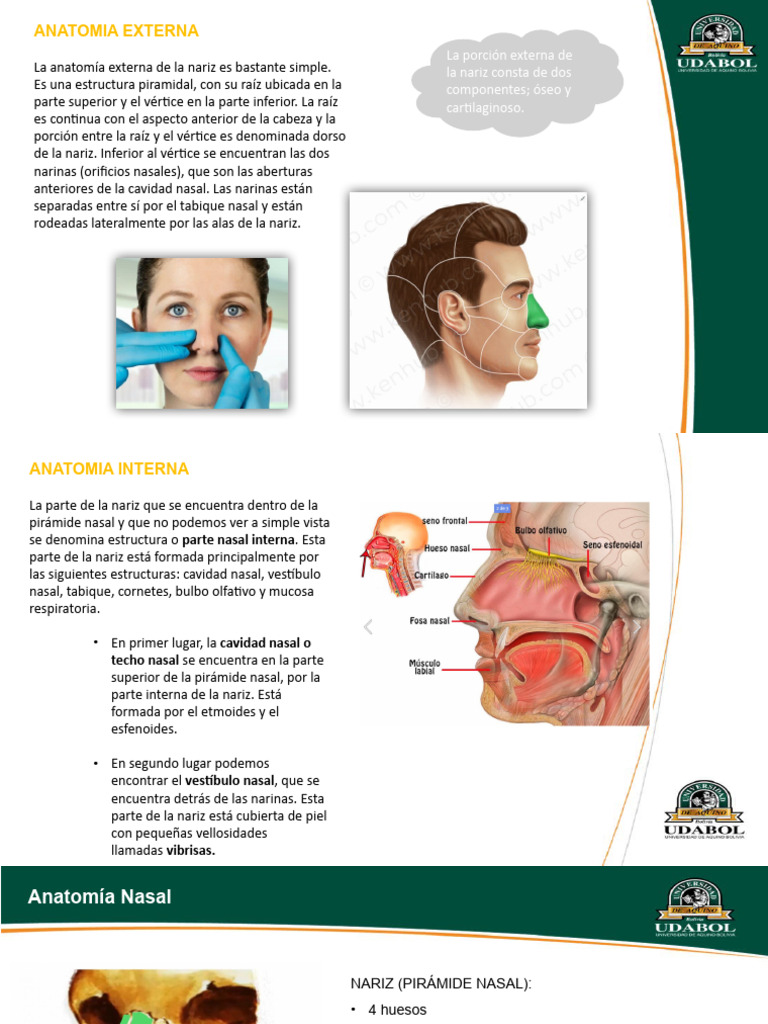 Anatomía y Funciones de la Nariz | PDF | Nariz humana | Anatomía