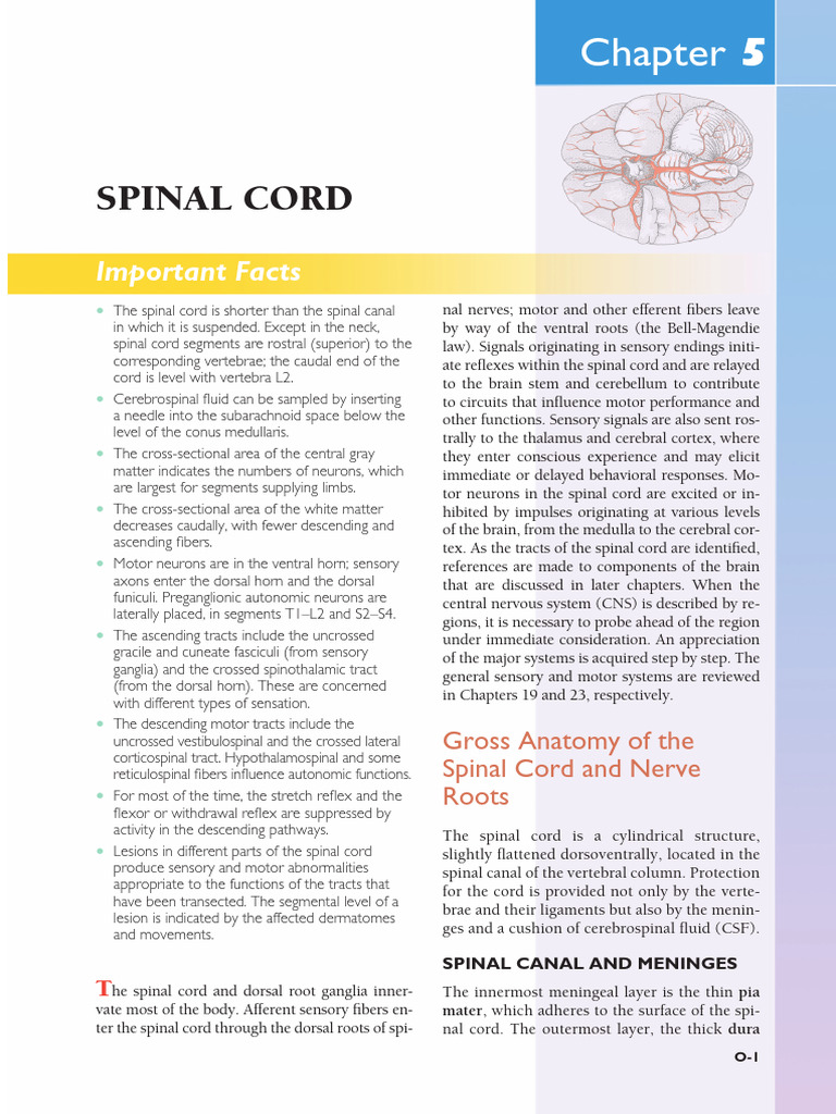 CH 05 Online | PDF | Spinal Cord | Vertebral Column