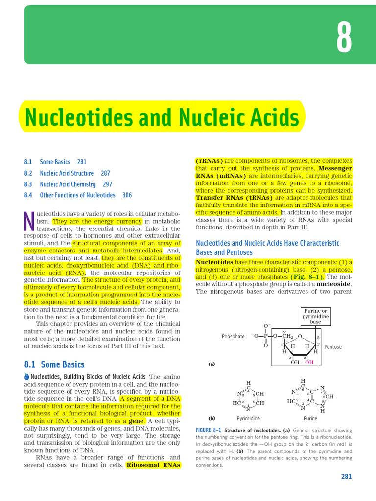 Chapter 8 Nucleotides And Nucleic Acids Lehningers Biochemistry Pdf