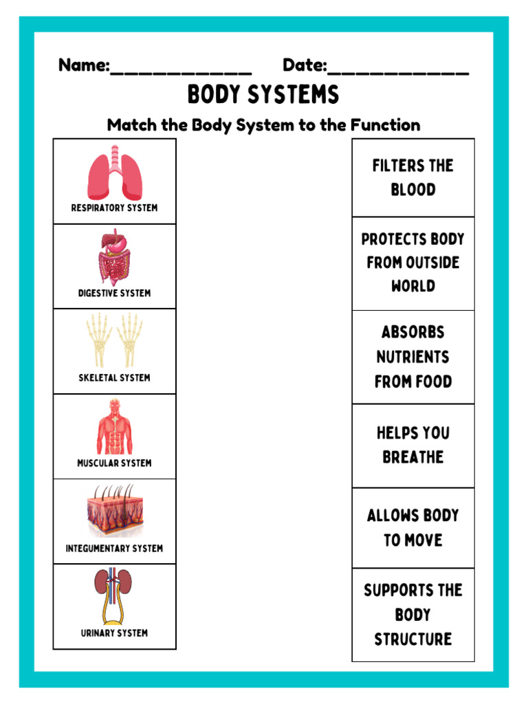 Body Systems and Their Functions | PDF