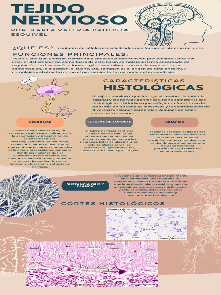 Tejido Nervioso Pdf Sistema Nervioso Neurona