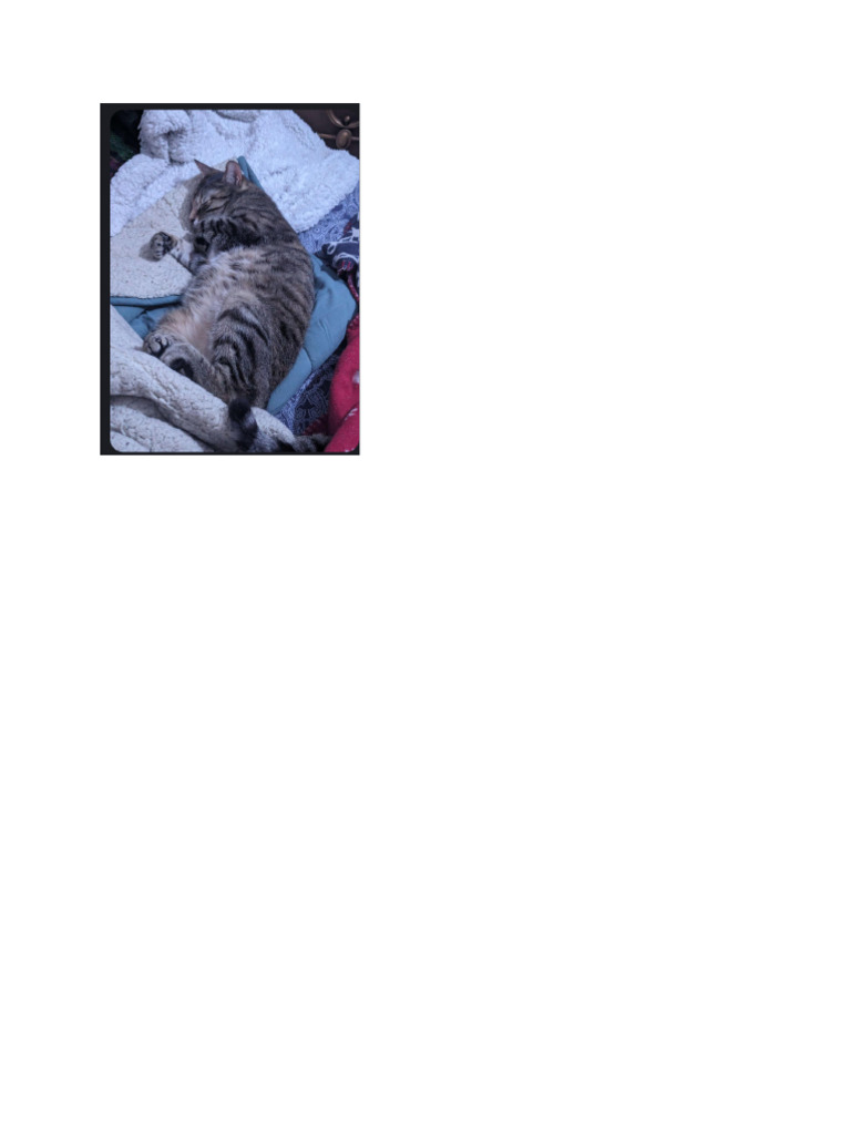 How To Build Cat Pics | PDF