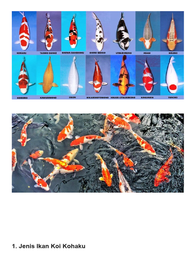 Jenis dan Harga Ikan Koi Terpopuler | PDF