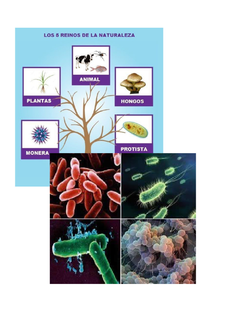 reino biologico PDF