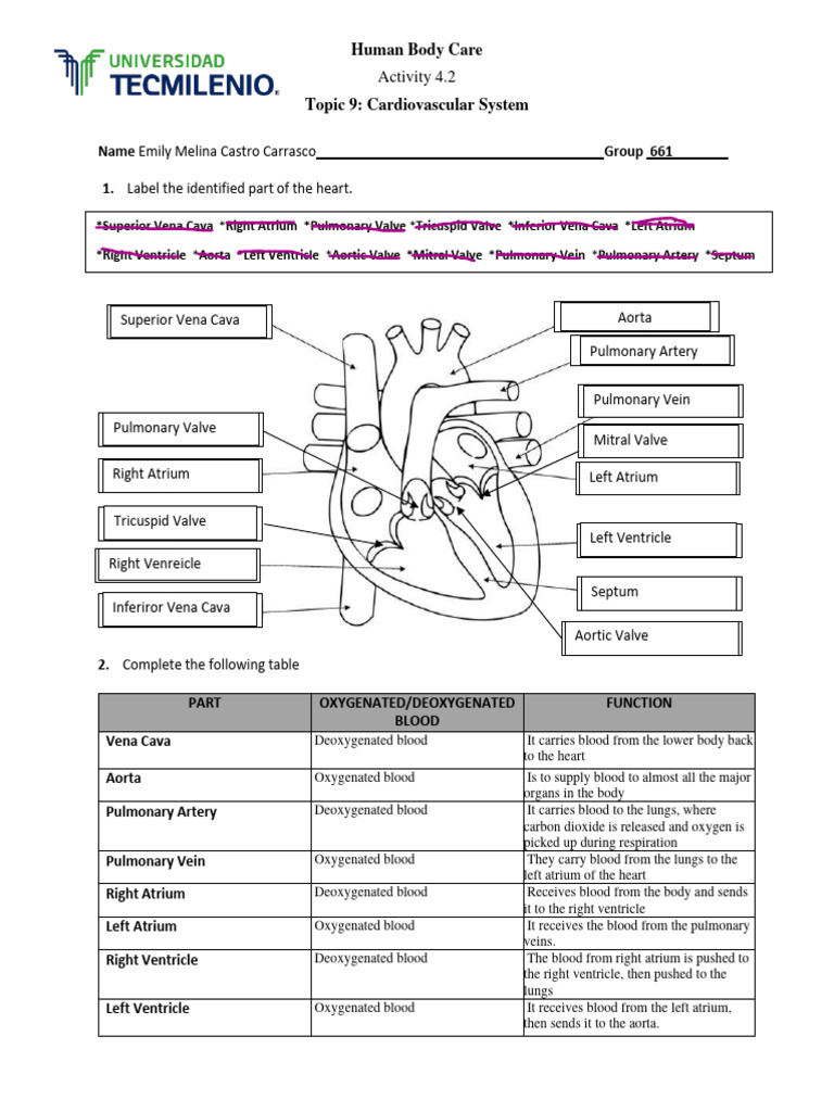 Activity 4.2 | PDF | Heart Valve | Atrium (Heart)