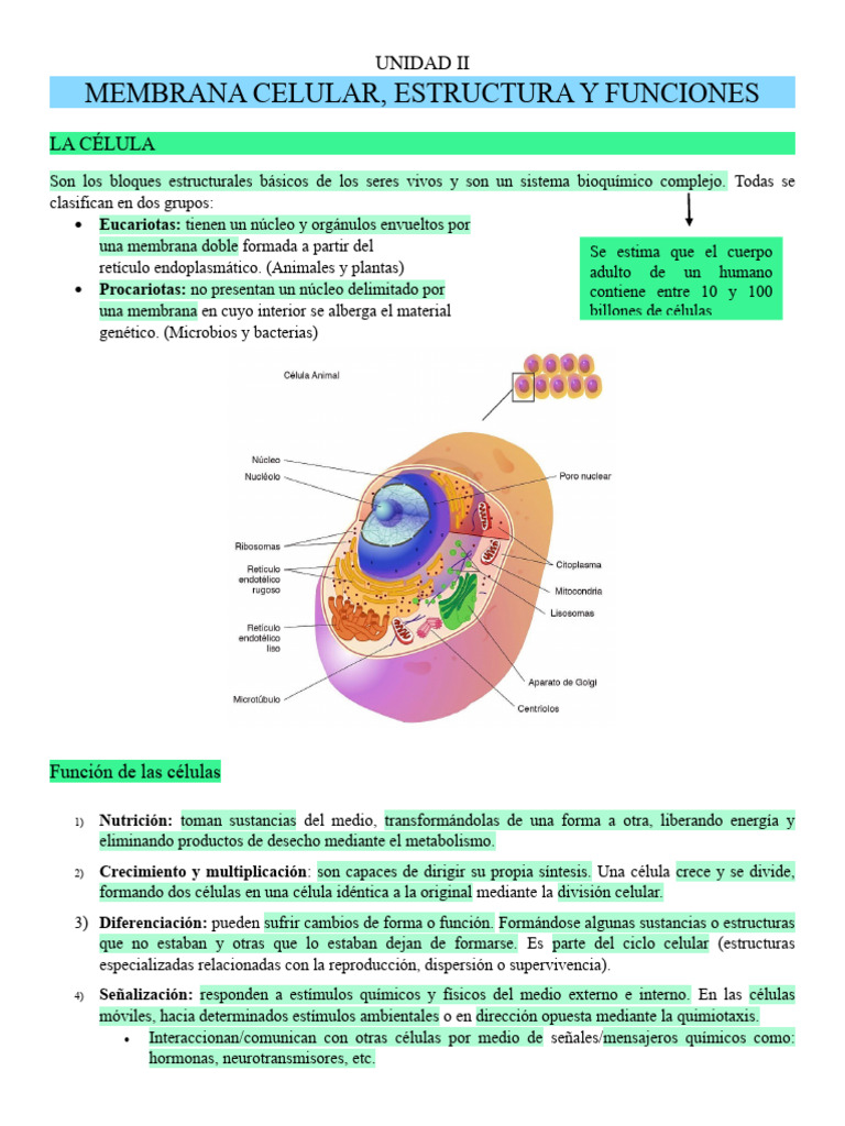 Estructura y funciones de la membrana celular | PDF | Biología Celular ...
