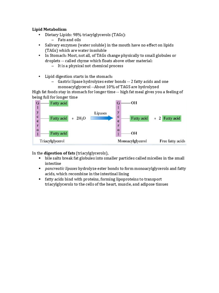 Understanding Lipid Metabolism Processes | PDF | Adenosine Triphosphate ...