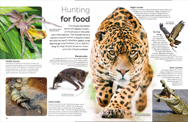 030 031 331877 UK Preview | PDF | Predation | Spider