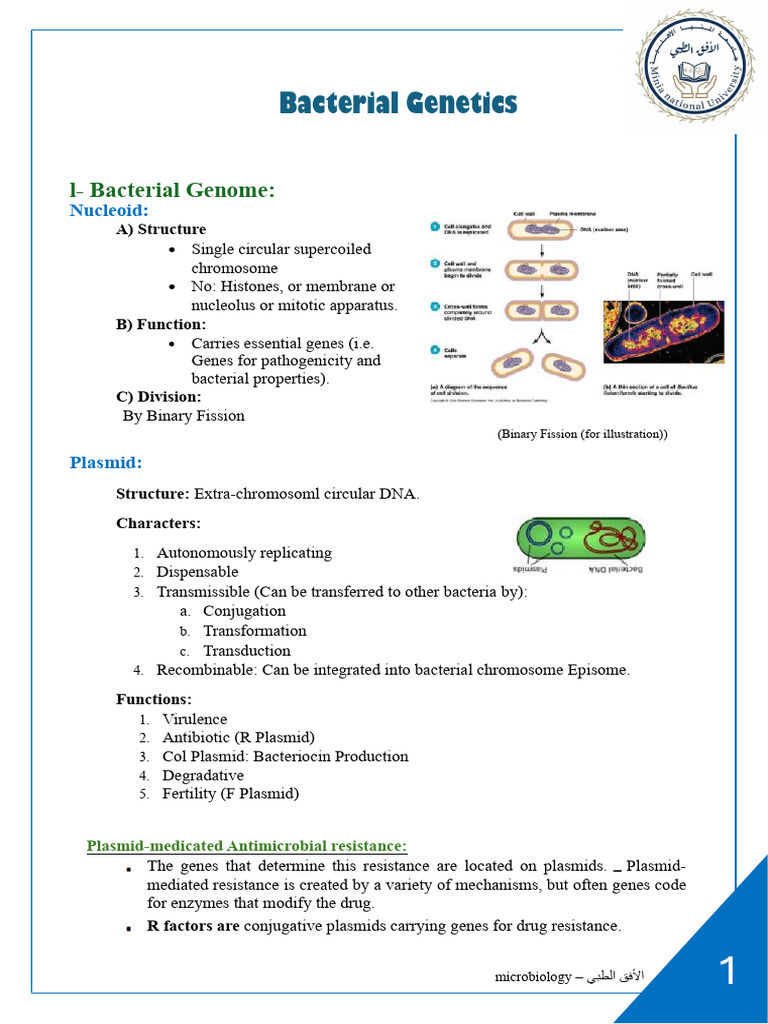 Bacterial Genetics الافق الطبي Download Free Pdf Bacteriophage