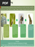 Lizard Life Cycle | PDF