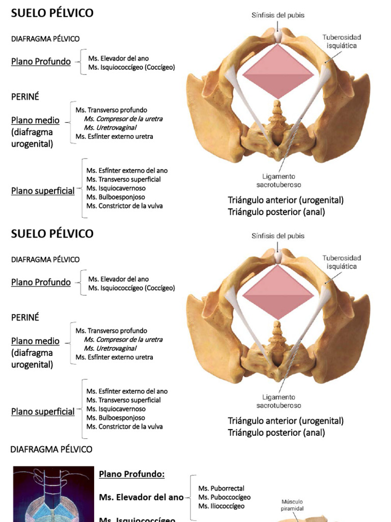 Anatomía del Suelo Pélvico y Periné | PDF | Pelvis | Anatomia sexual