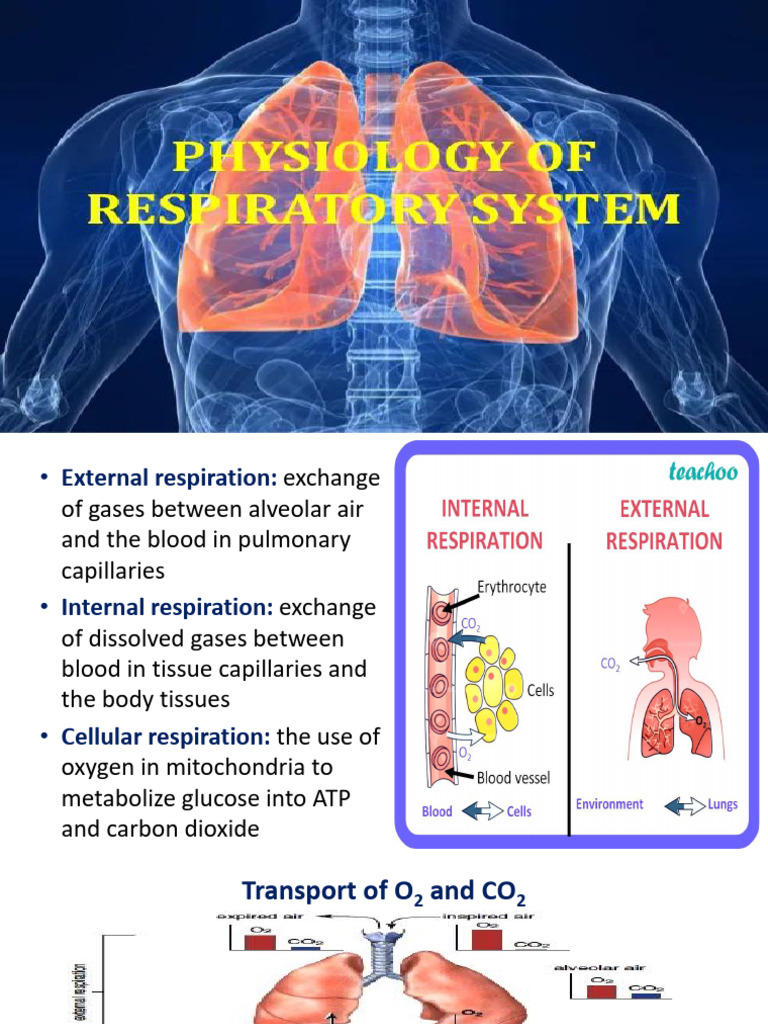 Lecture_6_Airflow breathing mechanism_Lecture PDF Respiratory Tract