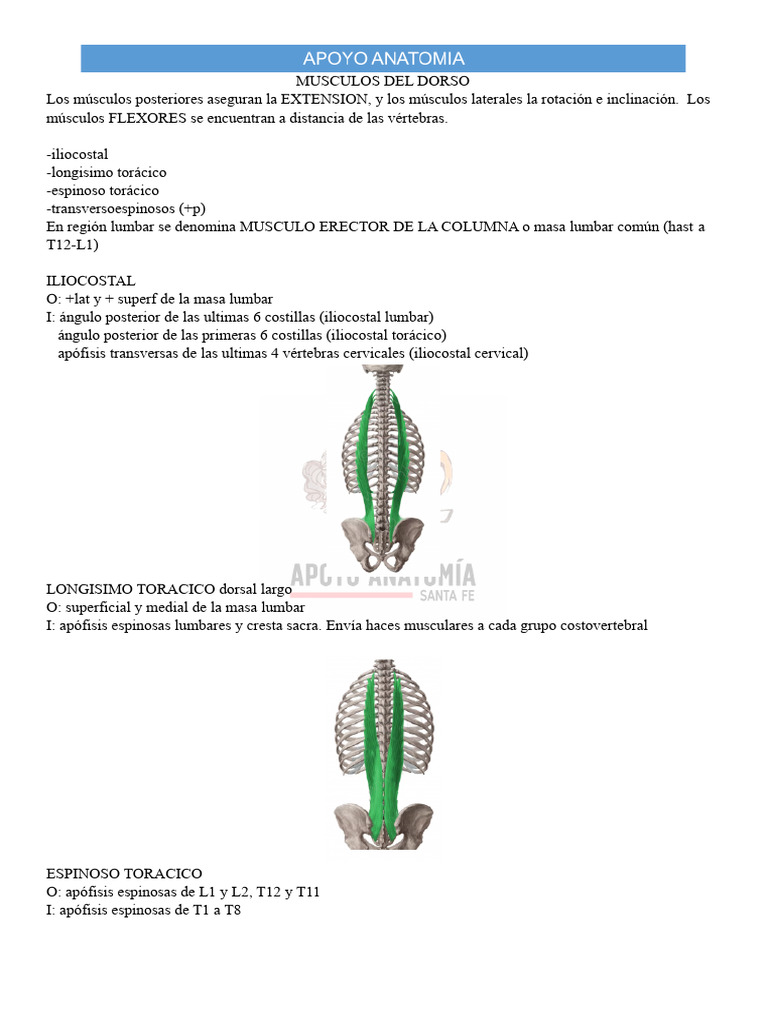 Musculos Del Dorso Pdf