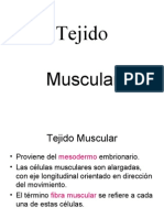 Muscular 1