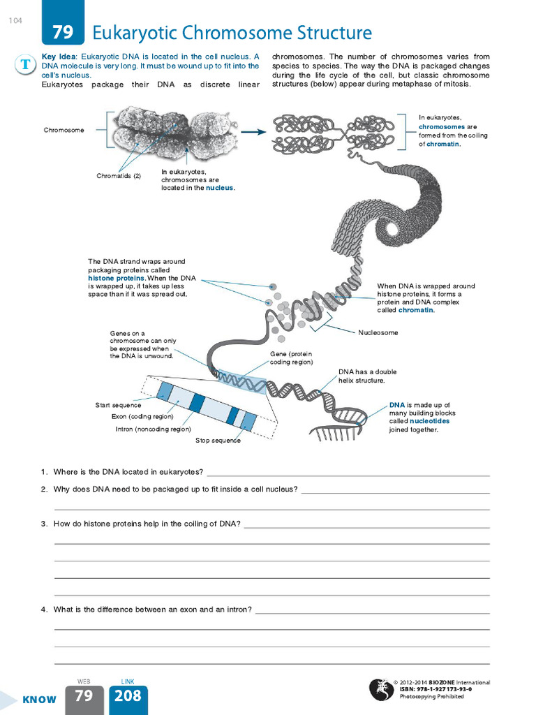 Eukaryotic DNA Structure Explained | PDF | Chromosome | Dna
