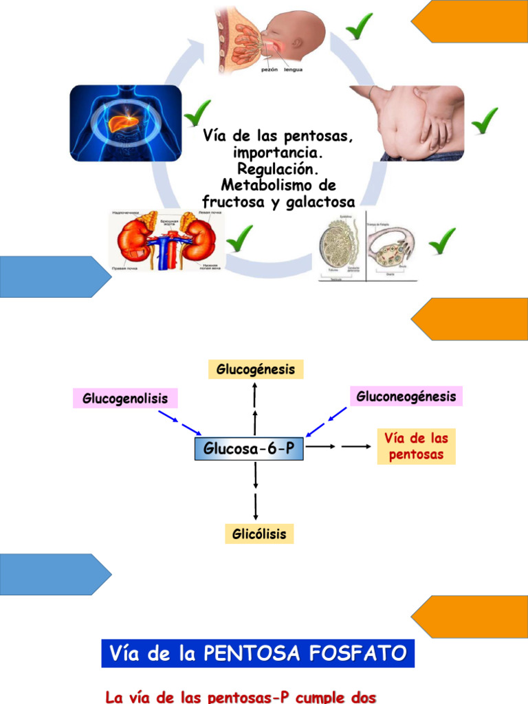 Vías Metabólicas de Pentosas y Galactosa | PDF | Nicotinamida Adenina ...