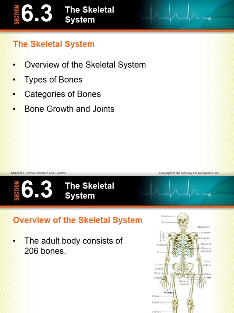 Musculoskeletal Pdf Muscle Skeleton