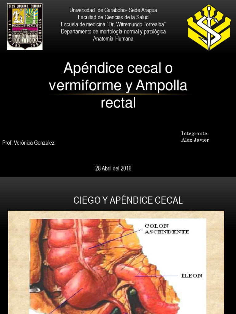 Tema 6.-Variantes Morfométricas Del Apéndice Cecal En El Vivo – LPKMIP
