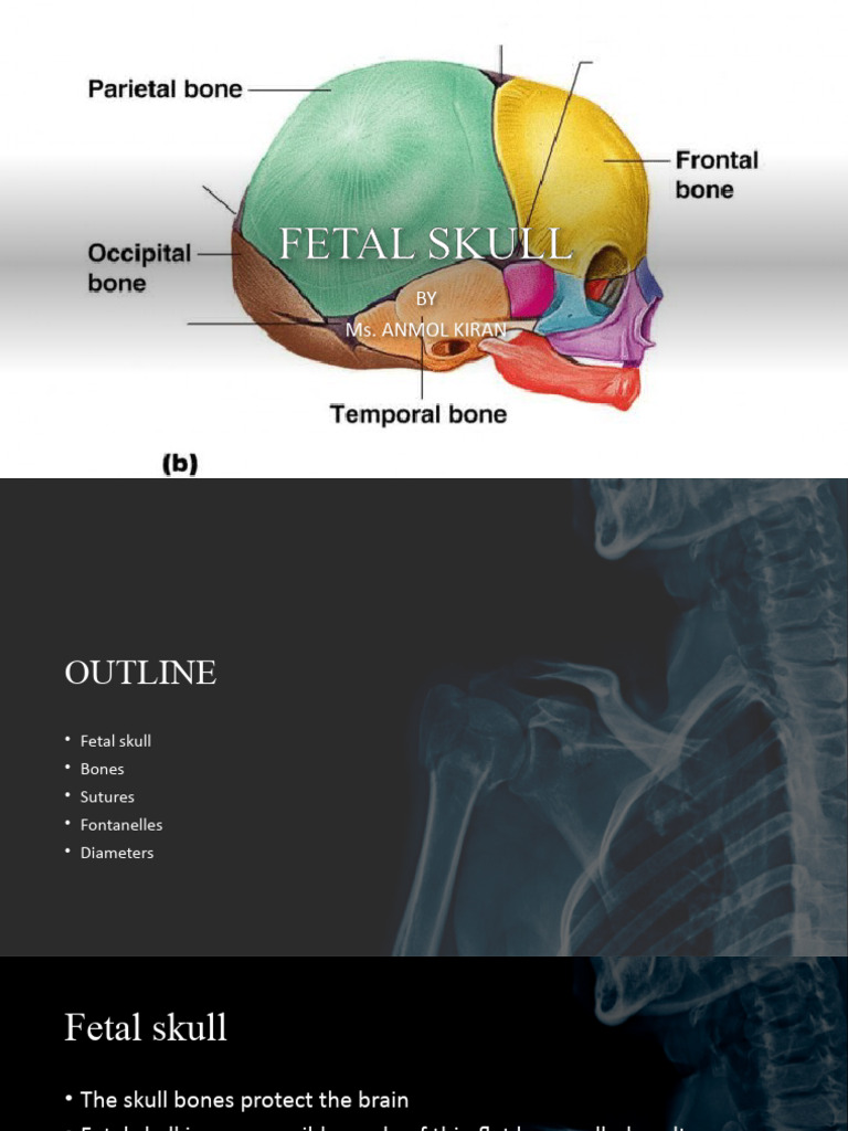 Anatomy of the Fetal Skull | PDF